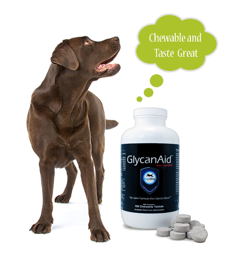 Chocolate Lab